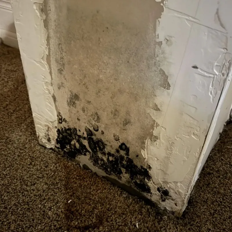 Professional Mold Removal in Greenwood, MS